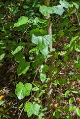 Menispermum canadense