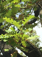 Quercus pubescens
