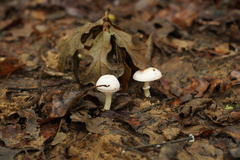 Agaricus campestris