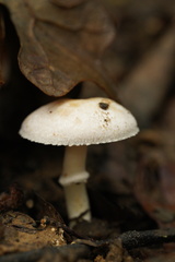 Agaricus campestris