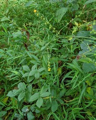 Agrimonia gryposepala