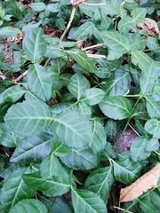 Euonymus fortunei