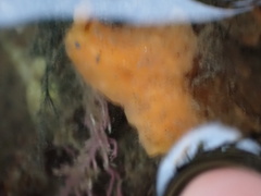 Hymeniacidon perlevis