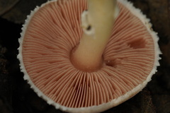 Agaricus campestris