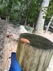 Megalopyge