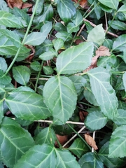 Euonymus fortunei