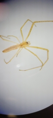 Tetragnatha extensa