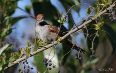 Synallaxis frontalis