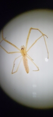 Tetragnatha extensa