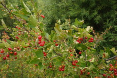 Ribes diacanthum