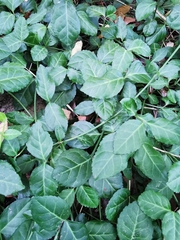 Euonymus fortunei