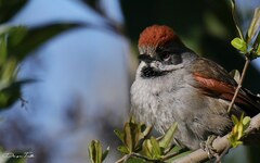 Synallaxis frontalis