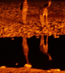 Giraffa camelopardalis angolensis