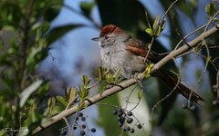 Synallaxis frontalis