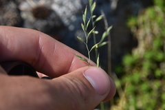 Festuca saximontana