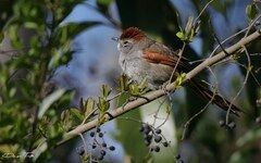 Synallaxis frontalis