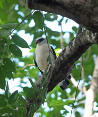 Leucopternis melanops