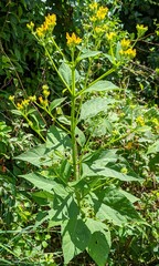 Verbesina occidentalis