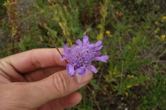 Scabiosa comosa
