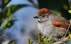 Synallaxis frontalis