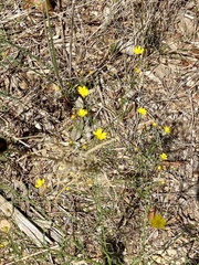 Croptilon divaricatum