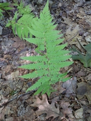 Amauropelta noveboracensis
