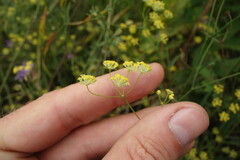 Bupleurum