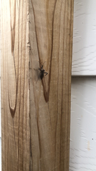 Acanthocephala terminalis