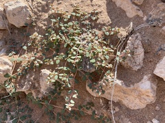 Euphorbia micromera