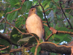 Accipiter tachiro