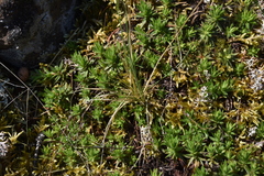 Festuca saximontana