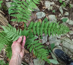Dryopteris marginalis