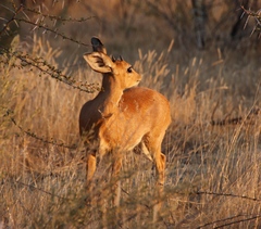 Raphicerus campestris