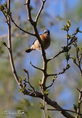 Pipraeidea melanonota