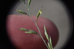 Festuca saximontana