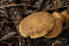 Leccinellum pseudoscabrum