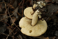Leccinellum pseudoscabrum