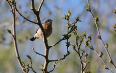 Pipraeidea melanonota