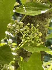 Mikania scandens