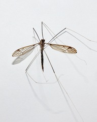 Brachypremna dispellens