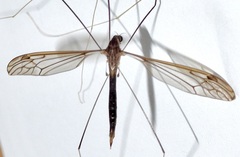 Brachypremna dispellens