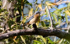Pipraeidea melanonota