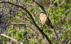 Pipraeidea melanonota
