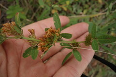 Lespedeza daurica
