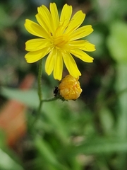 Crepis capillaris