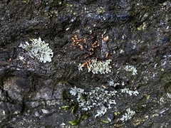 Phaeophyscia rubropulchra