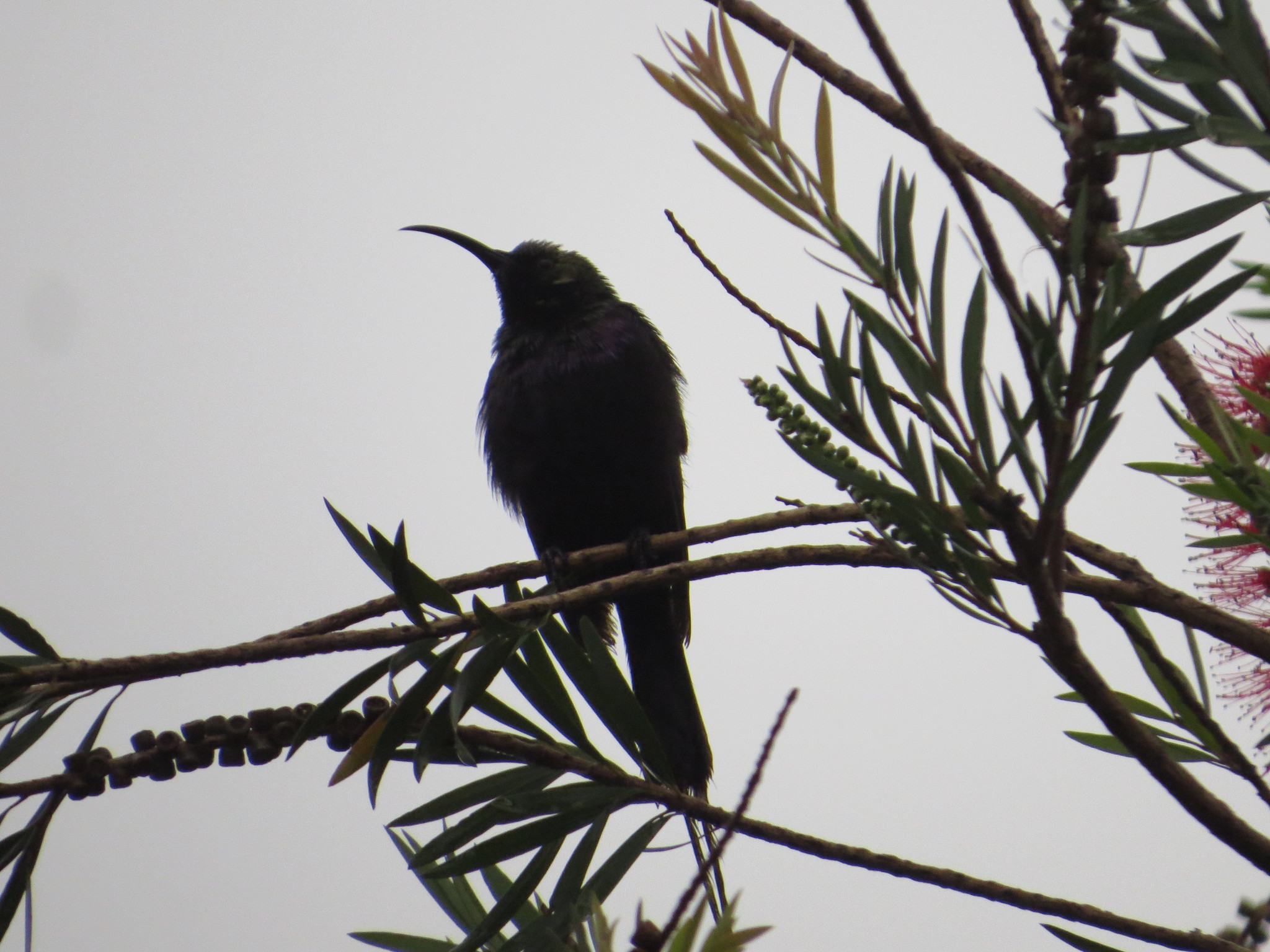 Tacazze Sunbird illustration