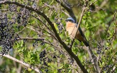 Pipraeidea melanonota