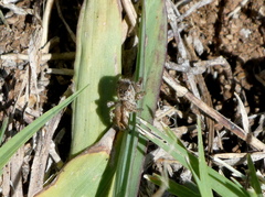 Habronattus