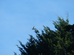 Patagioenas fasciata